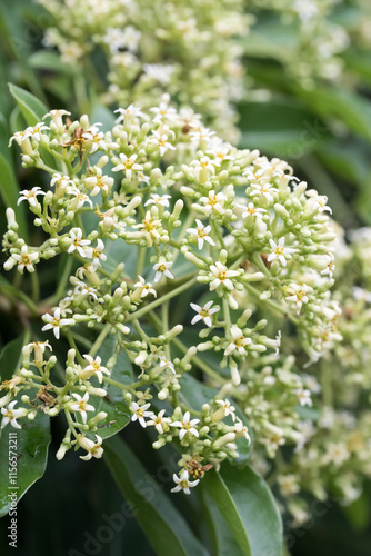 The Taiwanese cheesewood (Pittosporum pentandrum (Blanco) Merr.) flowers. photo