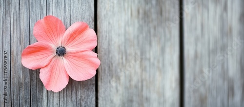 Coral pink flower on rustic wooden fence with blank space for promotional text or design elements photo