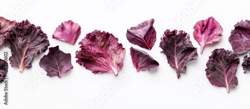Freshly Harvested Red Kale Leaves on White Background Ideal for Organic Food and Healthy Lifestyle Promotions
