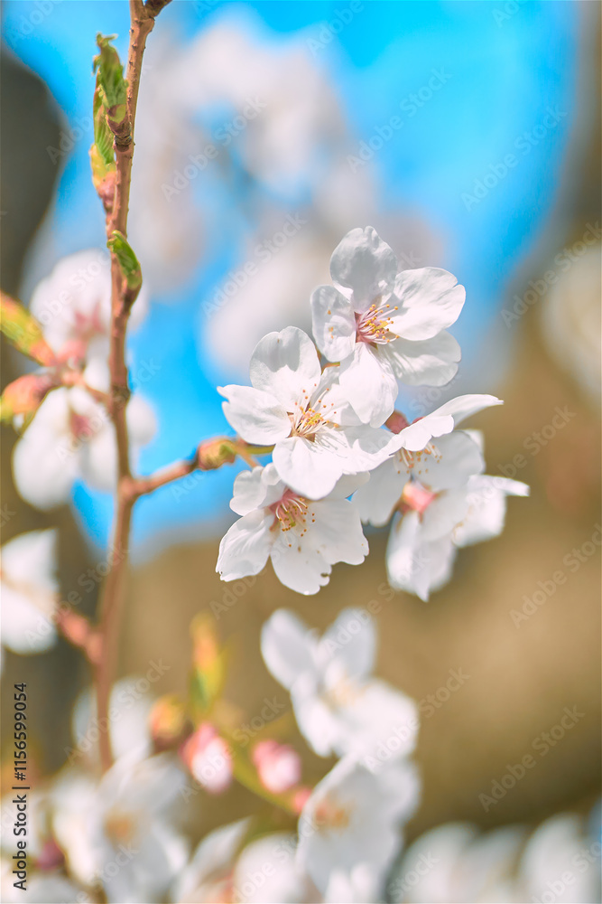 Obraz premium cherry tree blossom