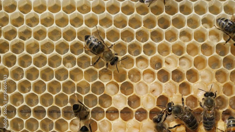 Eggs and larvae of future honey bees.
Beautiful new honeycombs with nectar, eggs and larvae of future bees. Eggs and larvae of future honey bees.
Beautiful new honeycombs with nectar, eggs and larvae of future bees.