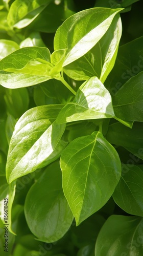 Lush Green Plants Close-Up Nature High-Resolution Textures Outdoor Macro Vibrant Vegetation
