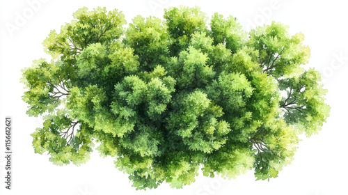 Watercolor painting of lush green tree canopy view