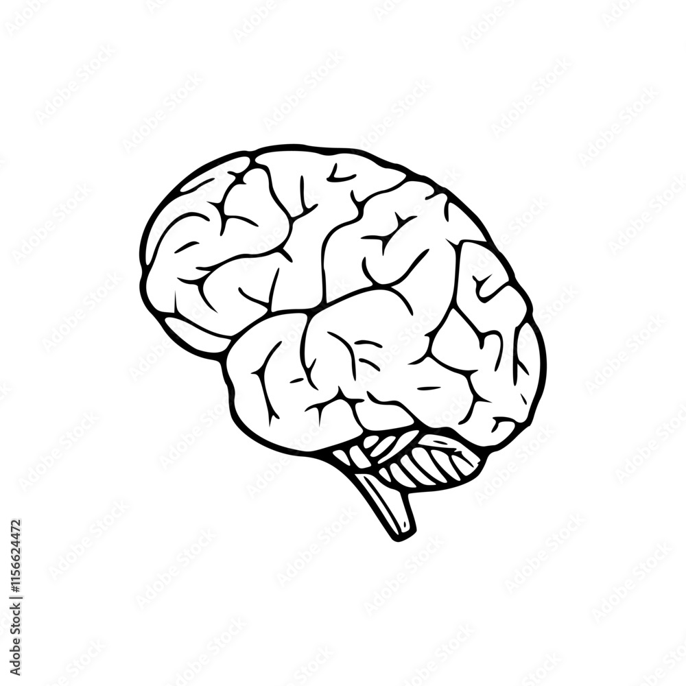 a line art drawing of a brain illustration a line art drawing of a brain illustration