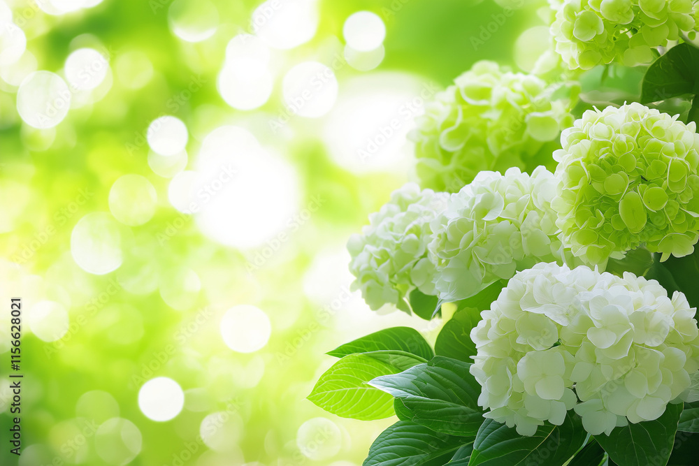 A cluster of delicate white and green hydrangeas, illuminated by soft natural light, against a blurred green bokeh background. A serene and refreshing floral composition A cluster of delicate white and green hydrangeas, illuminated by soft natural light, against a blurred green bokeh background. A serene and refreshing floral composition