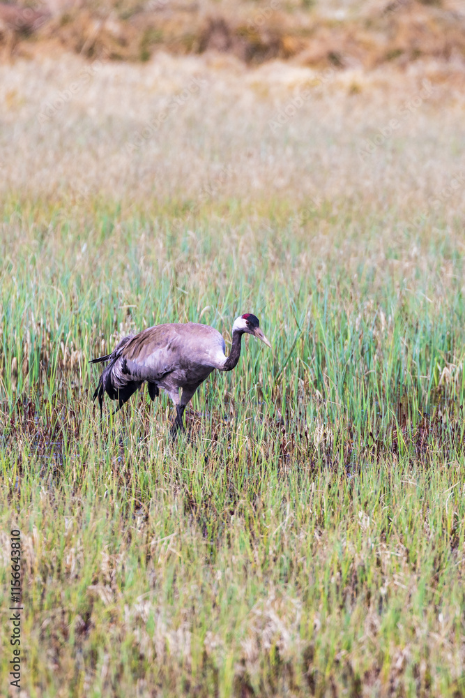 Crane walking in a wetland