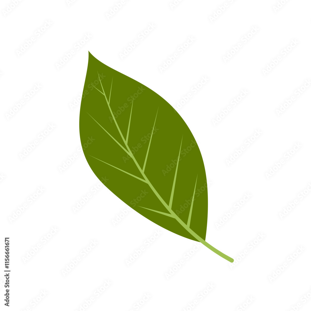 Obraz premium leaf illustration element