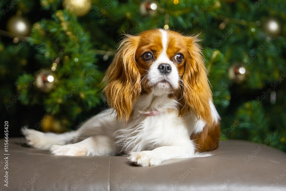 Cavalier King Charles Spaniel in front of a Christmas tree Cavalier King Charles Spaniel in front of a Christmas tree