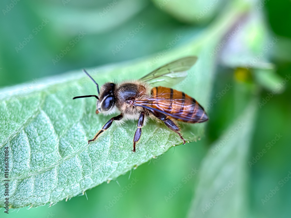 Fototapeta premium Close up of honey bees in green leaves