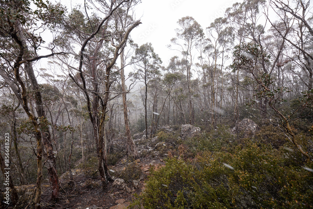 Snowfall in the Walls of Jerusalem National Park on the plateau. Walking Track in Tasmanian Wilderness. Snowfall in the Walls of Jerusalem National Park on the plateau. Walking Track in Tasmanian Wilderness.