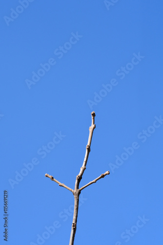 Fringetree branch with buds photo