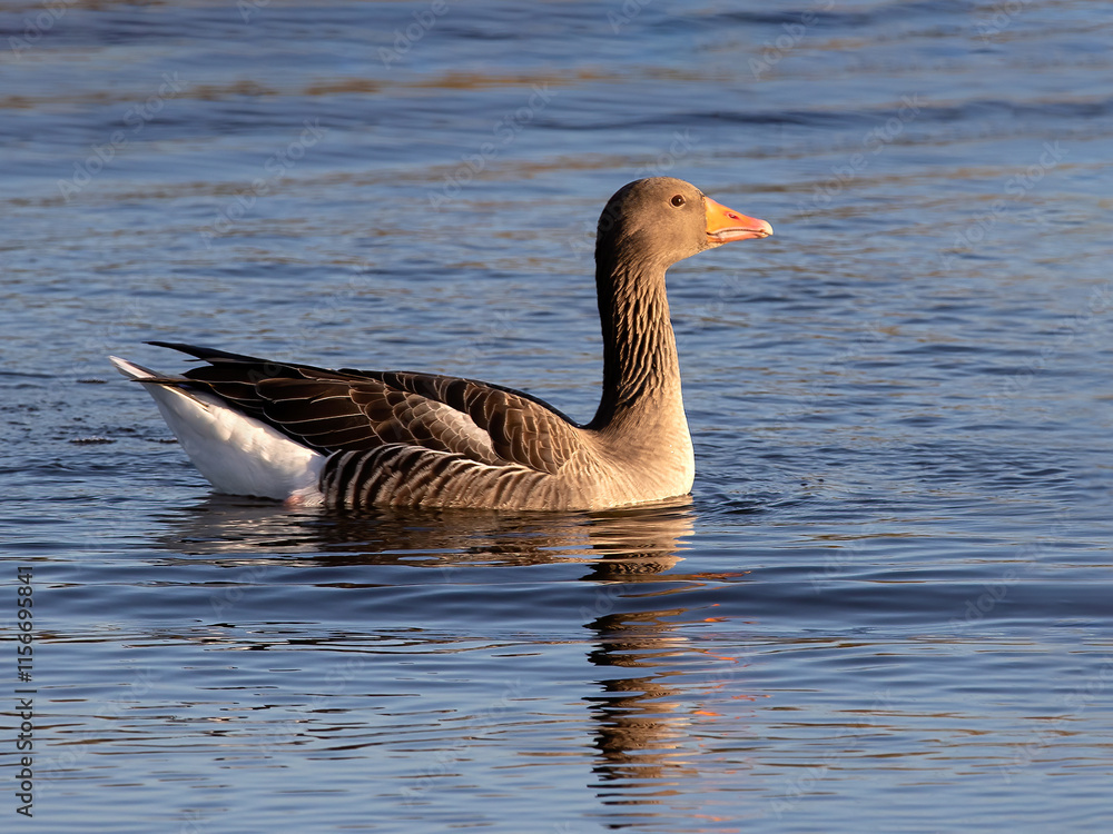Side view of Greylag goose (Anser anser) swimming on water Side view of Greylag goose (Anser anser) swimming on water