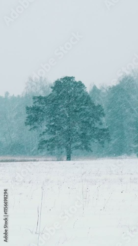 Wallpaper Mural Winter forest. Snowfall large flakes of snow are falling in a snowy forest. A snowy winter day. Vertical video, shorts. Torontodigital.ca