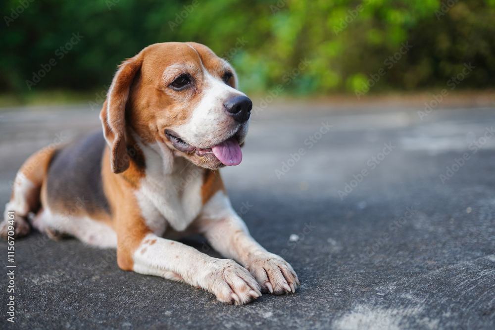 An adorable beagle dog is lying down on the concrete floor. An adorable beagle dog is lying down on the concrete floor.