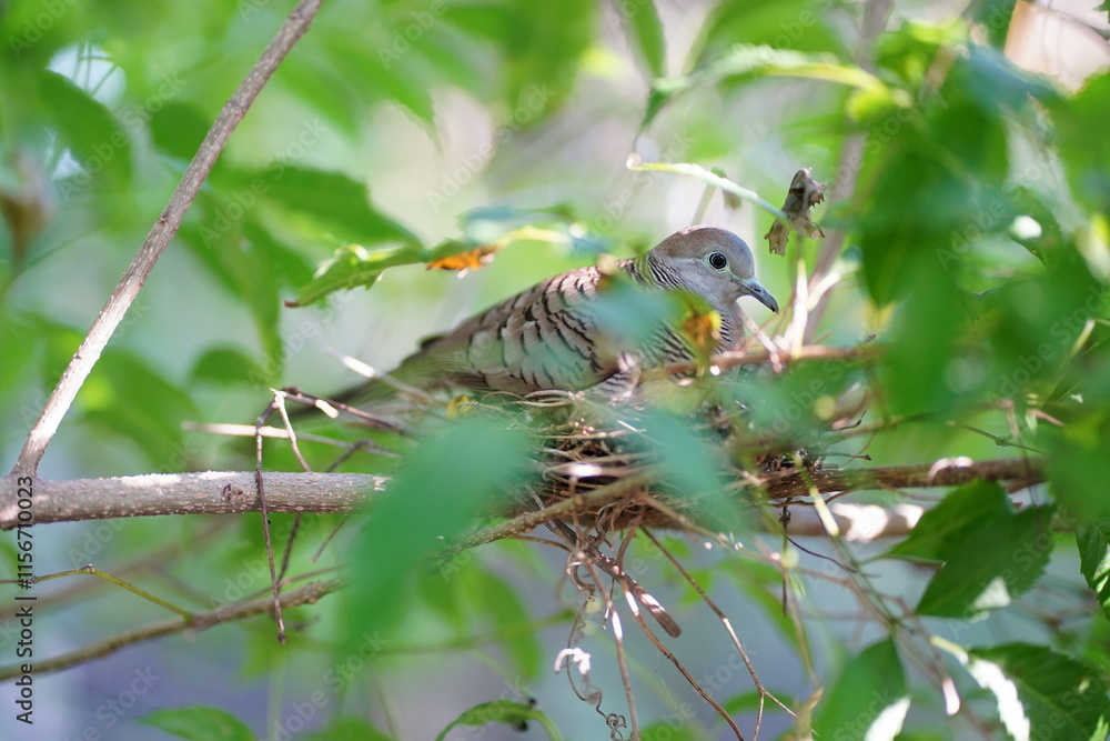 Zebra dove raise their young in nests on the tree. Geopelia Striata Bird. Zebra dove raise their young in nests on the tree. Geopelia Striata Bird.