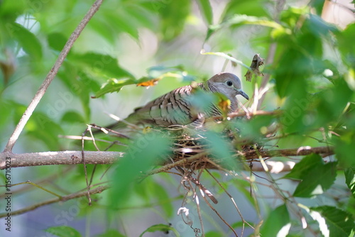 Zebra dove raise their young in nests on the tree. Geopelia Striata Bird. photo