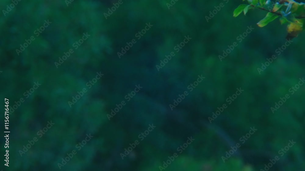 Some bushes and leaves ey. Some bushes and leaves ey.