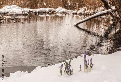 Crocuses in snow. Purple Crocuses pushing their way up through the snow. photo