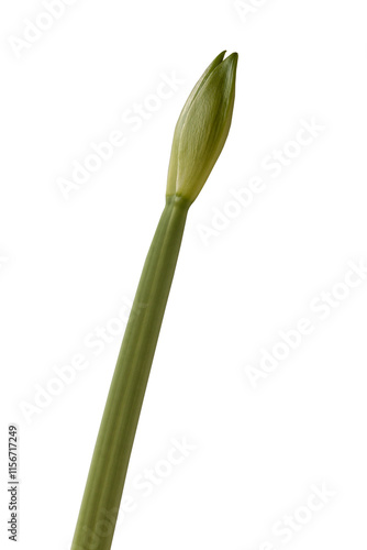 Hippeastrum (amaryllis) 