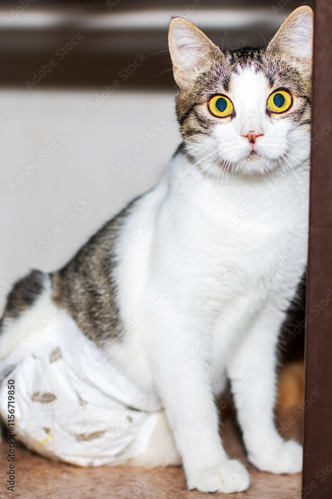 A brown and white cat is sitting on the floor, gazing at the camera A brown and white cat is sitting on the floor, gazing at the camera