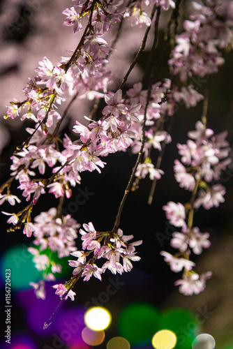 闇に浮かぶ桜 photo