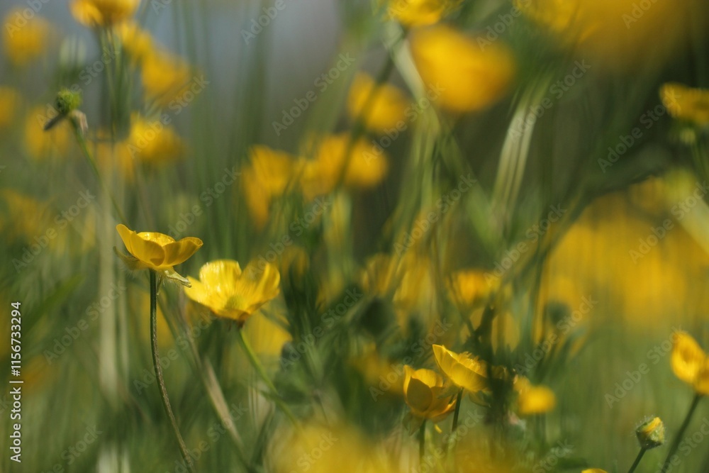 Obraz premium fiori di ranuncoli gialli in priumavera in un prato