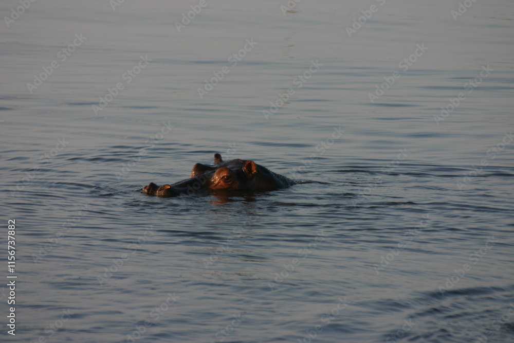 Hippo floating in the Zambezi River, Botswana, Africa
