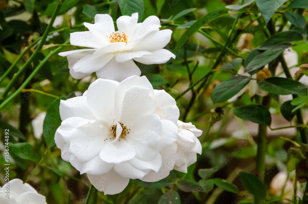 純白のバラと緑のコントラスト