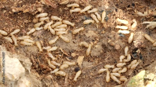 Close-Up of Termites in Soil,  Detailed View of Termite Colony in Natural Habitat