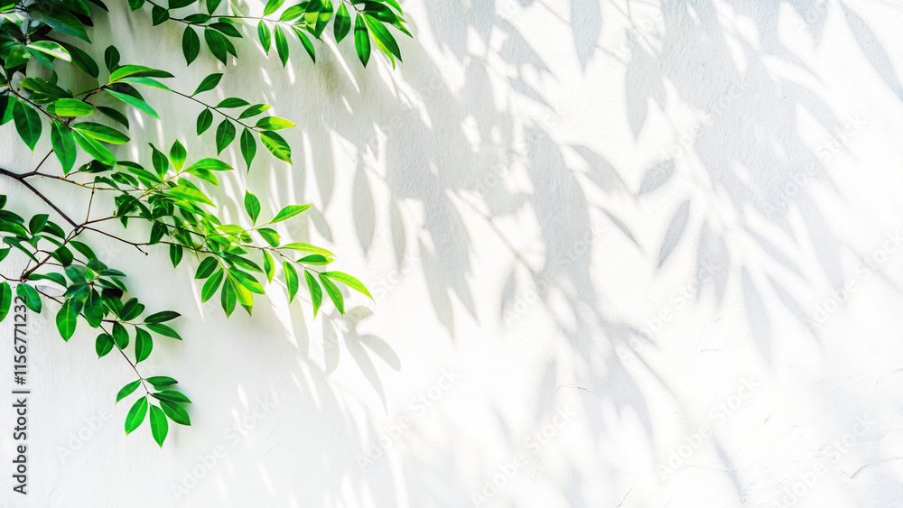 Abstract Natural Tree Leaves Shadow on White Wall Background Abstract Natural Tree Leaves Shadow on White Wall Background