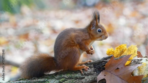 squirrel in a forest 