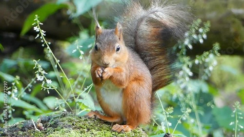 squirrel eating nut