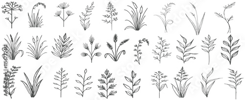 Forest plants sketch. Hand drawn grass and vintage botanical decorative collection, herbal and leaves design elements. Vecto