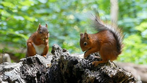 two squirrels in the park