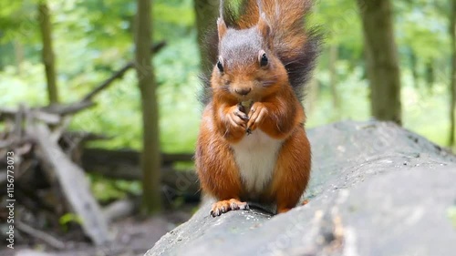 squirrel eating nut