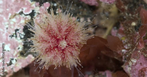 Sea urchin strongylocentrotus pallidus close-up, phylum Echinodermata. Ambulacral legs and pedicellariae are visible. White Sea photo