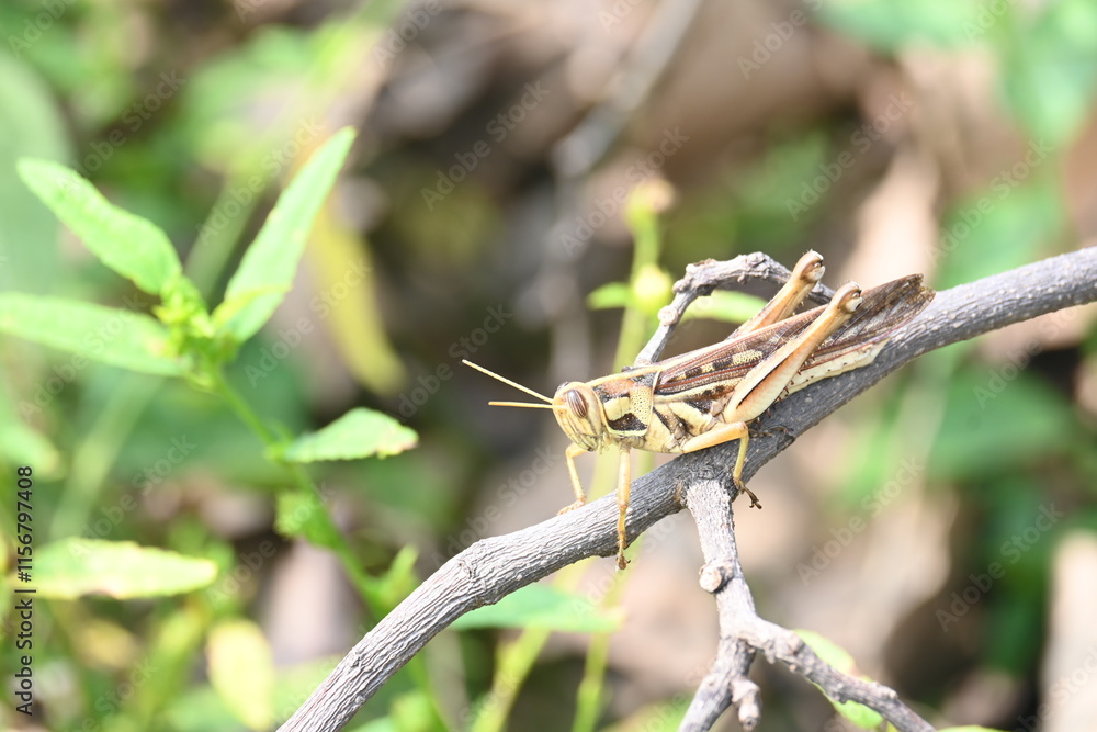 Grasshopper in the field. Its other names Schistocerca americana, American grasshopper, and American bird grasshopper. This is a species of in the family Acrididae. It is native to North America. Grasshopper in the field. Its other names Schistocerca americana, American grasshopper, and American bird grasshopper. This is a species of in the family Acrididae. It is native to North America.