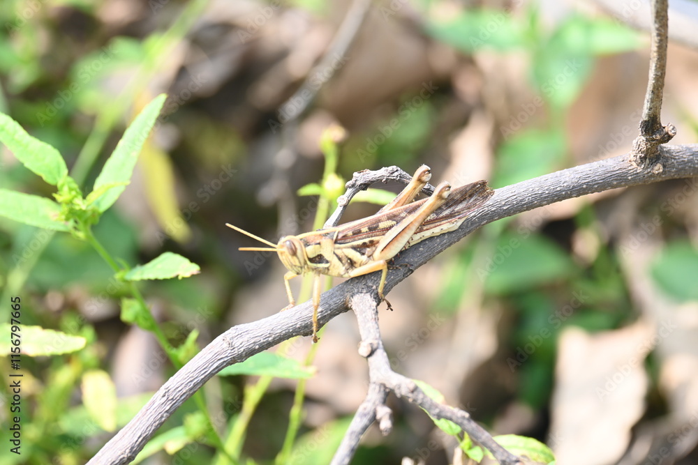 Fototapeta premium Grasshopper&nbsp;in the field. Its other names Schistocerca americana, American grasshopper, and&nbsp;American bird grasshopper. This is a species of&nbsp;&nbsp;in the family&nbsp;Acrididae. It is native to North America.