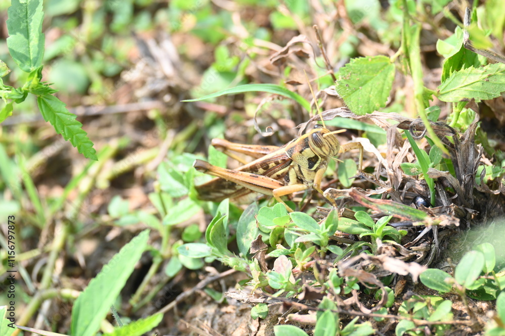 Grasshopper in the field. Its other names Schistocerca americana, American grasshopper, and American bird grasshopper. This is a species of in the family Acrididae. It is native to North America. Grasshopper in the field. Its other names Schistocerca americana, American grasshopper, and American bird grasshopper. This is a species of in the family Acrididae. It is native to North America.