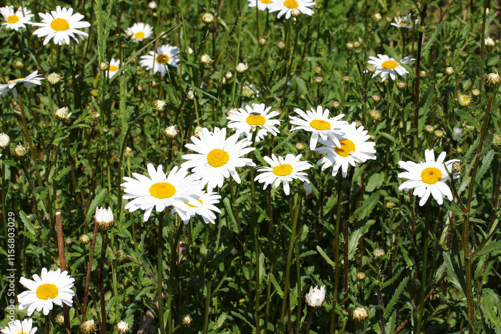 Fototapeta premium Gänseblümchen, Tausenschön auf der Wiese, Bellis perennis