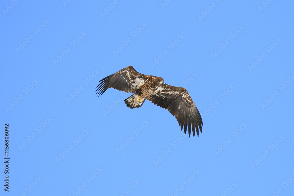 Immature White-Tailed Eagle Soaring Gracefully in Clear Sky, Kushiro, Hokkaido, Japan Immature White-Tailed Eagle Soaring Gracefully in Clear Sky, Kushiro, Hokkaido, Japan