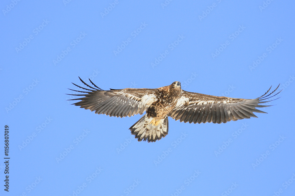 Fototapeta premium Immature White-Tailed Eagle Soaring Gracefully in Clear Sky, Kushiro, Hokkaido, Japan
