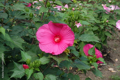 Closed buds and magenta colored flower of Hibiscus moscheutos in August photo