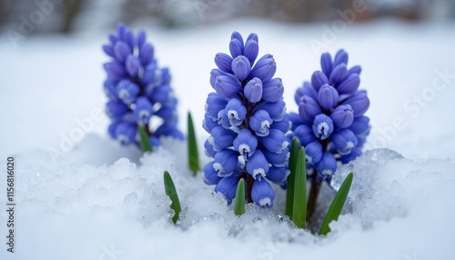 Grape hyacinth flowers emerging through snow, signaling the arrival of spring
 photo