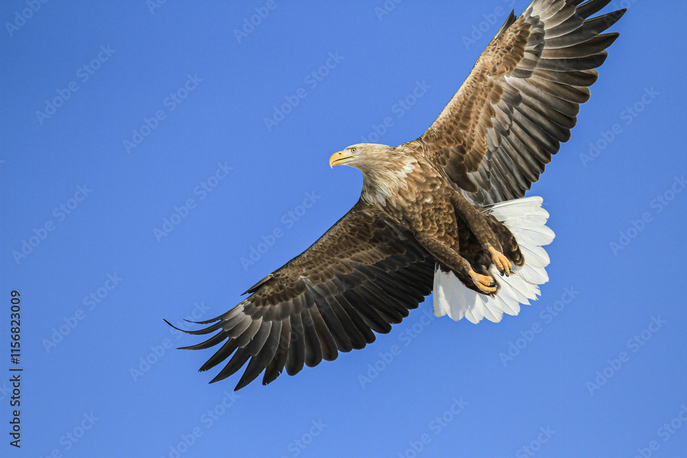 Naklejka premium White-tailed Eagle Soaring in a Clear Blue Sky, Hokkaido, Japan