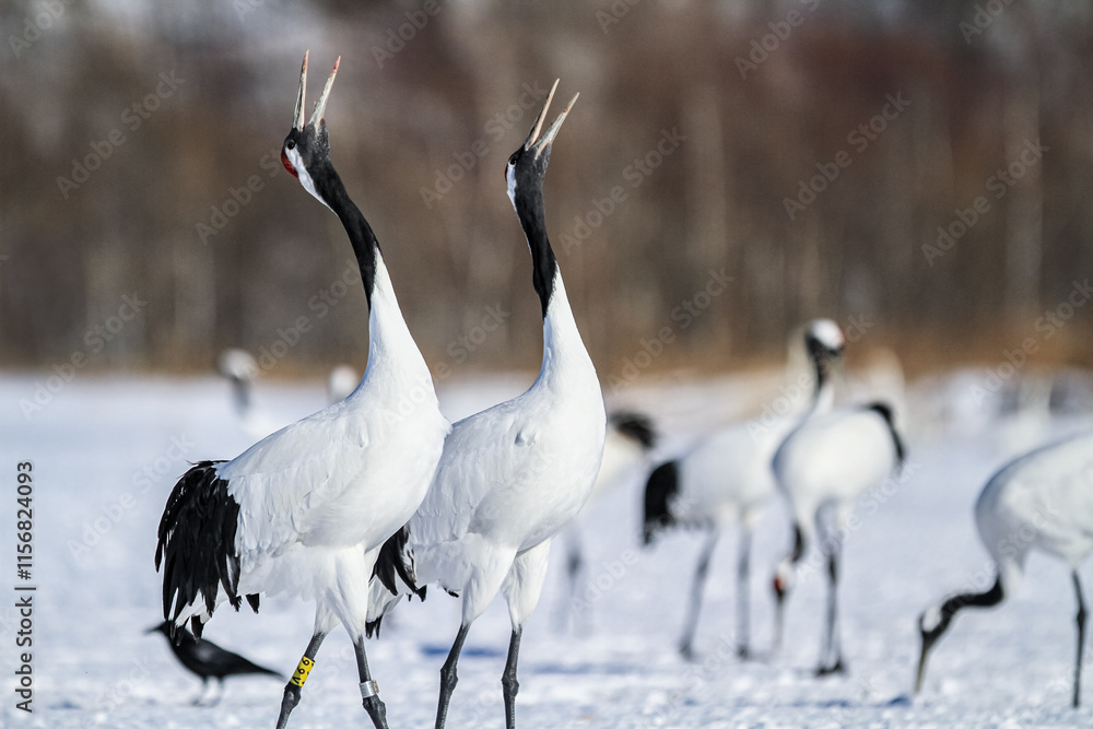 Fototapeta premium Red-Crowned Cranes Calling in Snowy Kushiro, Hokkaido, Japan