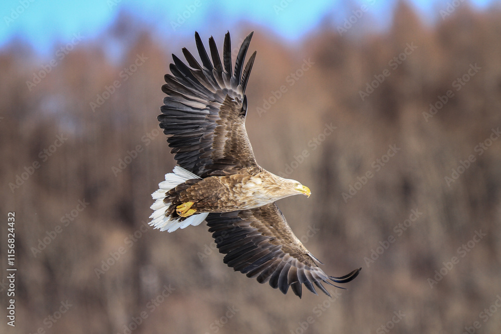 Obraz premium White-Tailed Sea Eagle Soaring Gracefully in Flight, Kushiro, Hokkaido, Japan