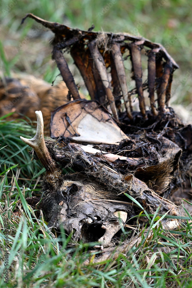 roe deer dead roe deer dead