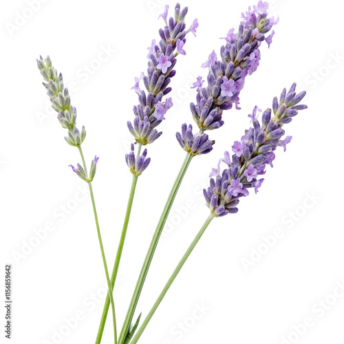 Fresh Elegance Of Lavender On Transparent Background