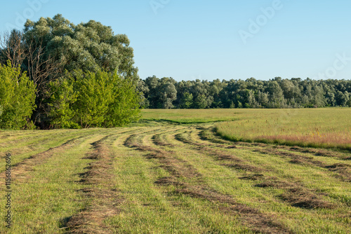 Bilde på lerret Some rows of fresh cut grass, part of field is uncut